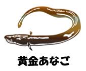 黄金あなごのイラスト
