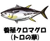 養殖クロマグロ(トロの華)のイラスト