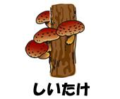 しいたけのイラスト