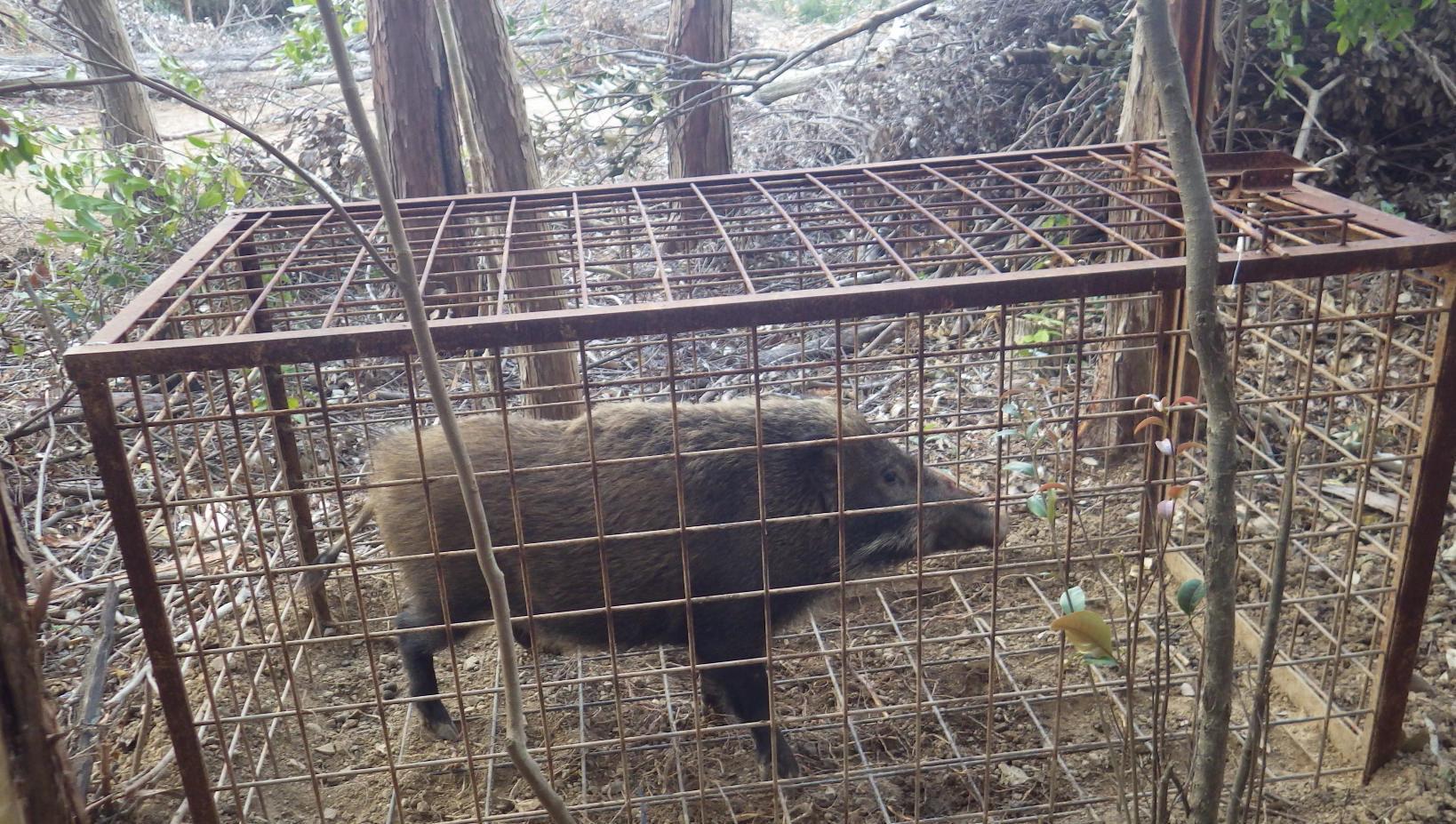 山林で箱罠により捕獲されたイノシシの写真