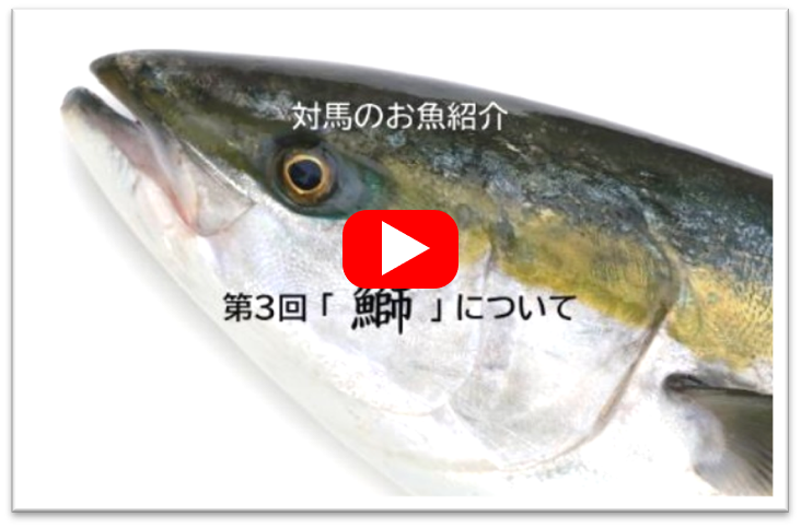ケーブルテレビ「対馬のお魚紹介」放送画面の画像