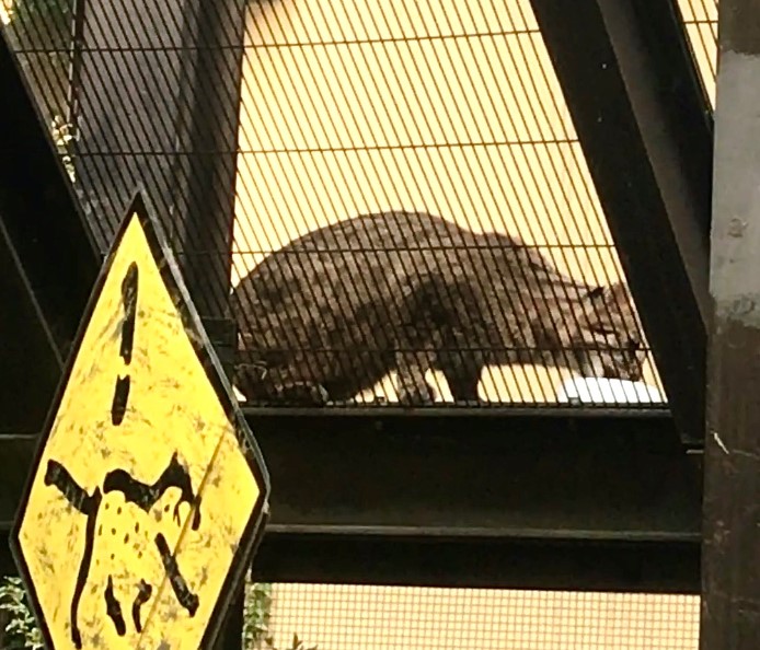 tsushimayamaneko