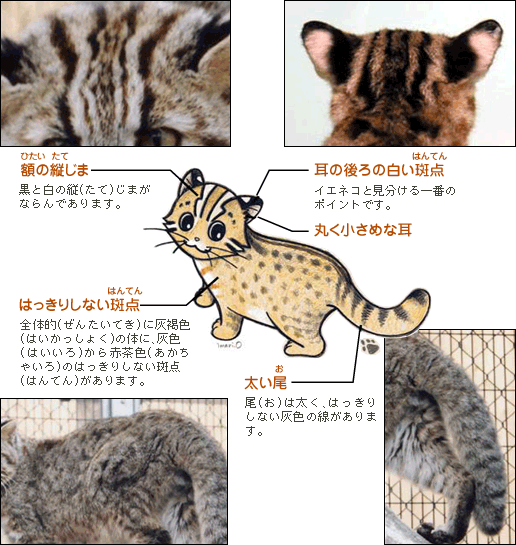 ツシマヤマネコの特徴を写真とイラストで解説している図