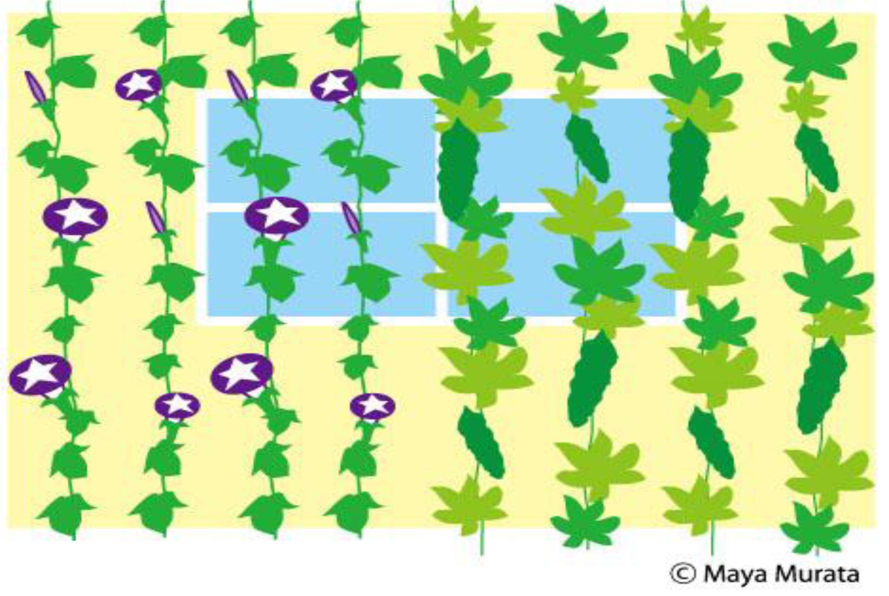 窓の外に伸びた日差しを遮る朝顔とゴーヤのグリーンカーテンのイラスト