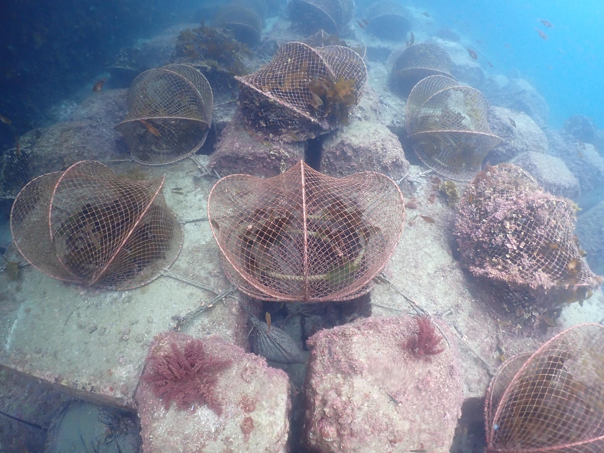 海底に12個並べられた海藻の保護枠の画像。海藻を食べる生物から守り育てる取り組みが行われている。