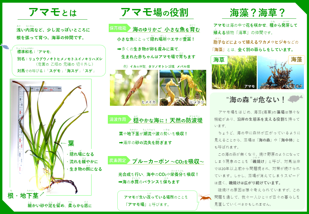 アマモのリーフレット 内側