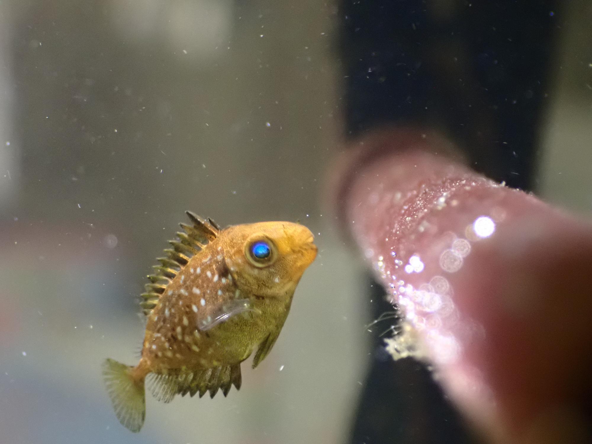 アイゴ幼魚の画像