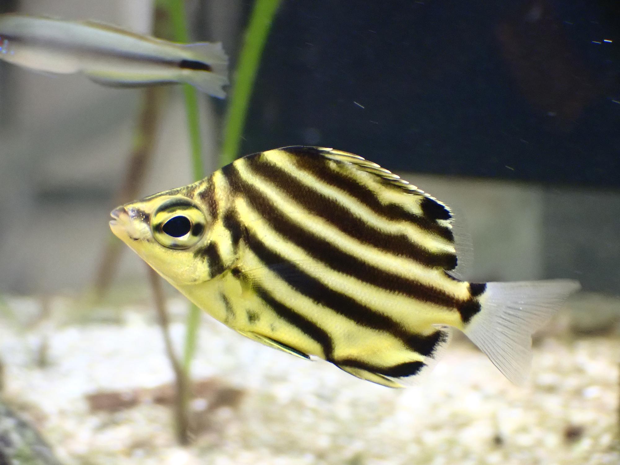 カゴカキダイの画像