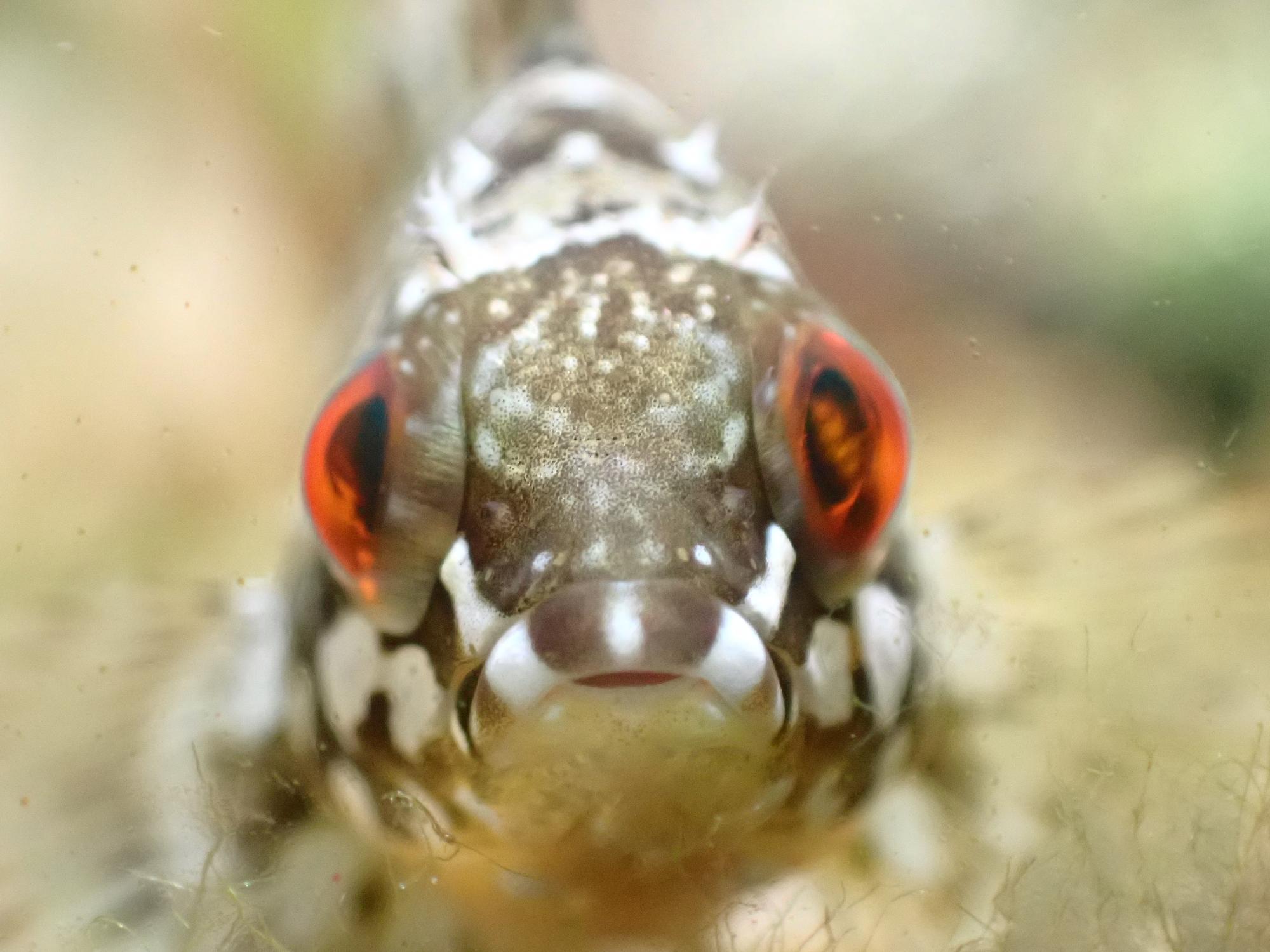 アイナメ幼魚の画像