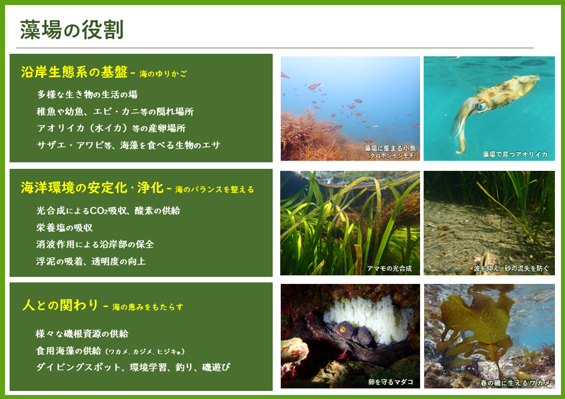 藻場の役割の説明スライドの画像 1.沿岸生態系の基盤 2.海洋環境の安定化・浄化 3.人との関わり