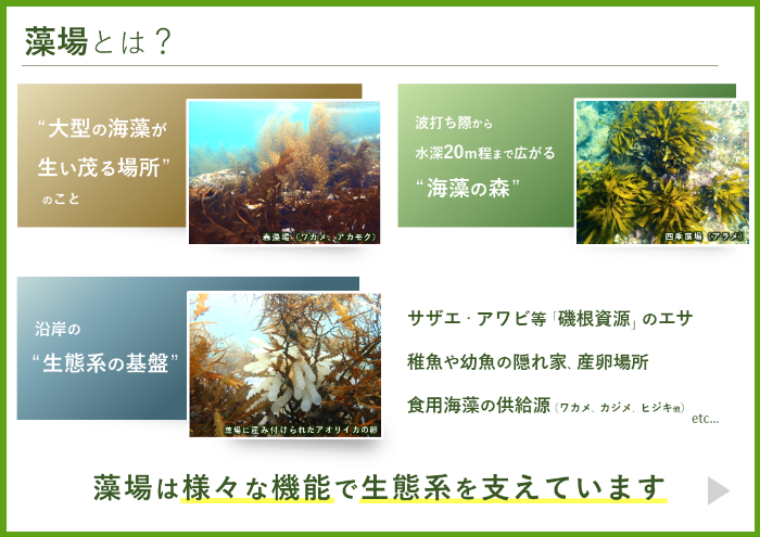 藻場についての説明スライドの画像 藻場とは大型の海藻が繁茂する場所のことで、様々な機能で生態系を支えています