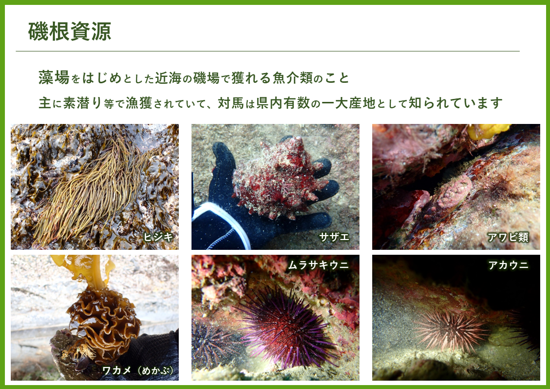 磯根資源の説明のスライドの画像。 磯根資源とは、藻場をはじめとする沿岸の磯場で獲れる魚介類のこと