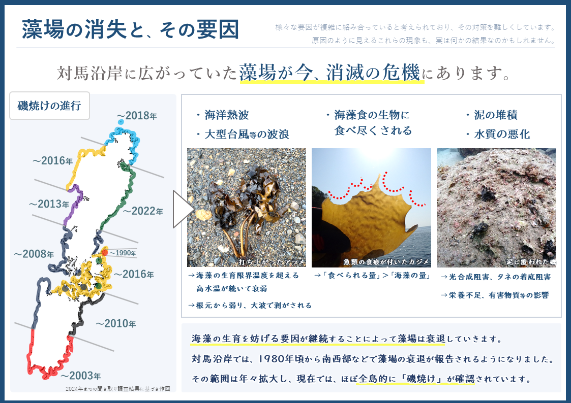 対馬沿岸における磯焼けの進行。様々な要因により磯焼けは進行し続けています。