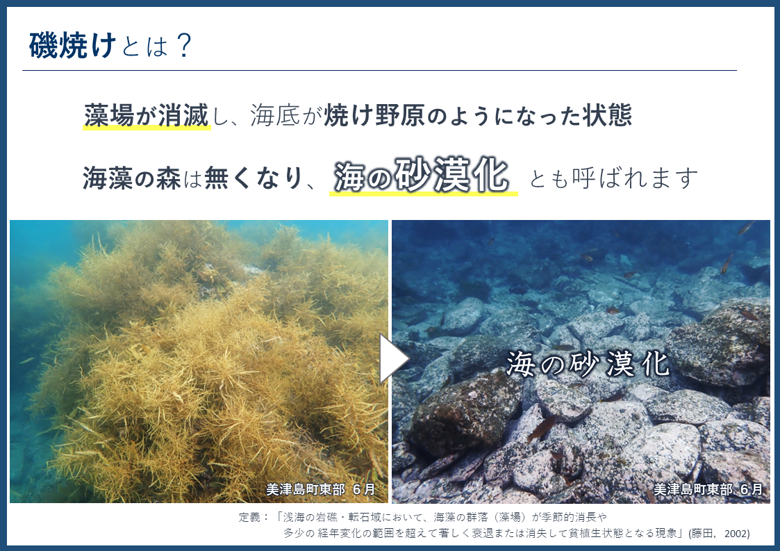 磯焼けとは、藻場が消滅し、海底が焼け野原のようになった状態のこと。海の砂漠化とも呼ばれます。