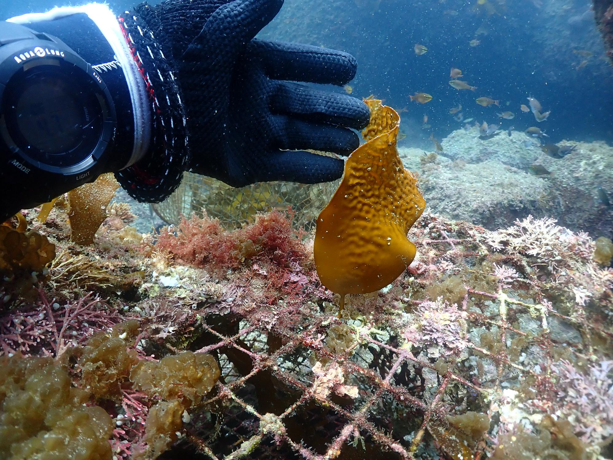 保護枠の外に芽吹いたカジメの画像。長さは10センチメートルほど。