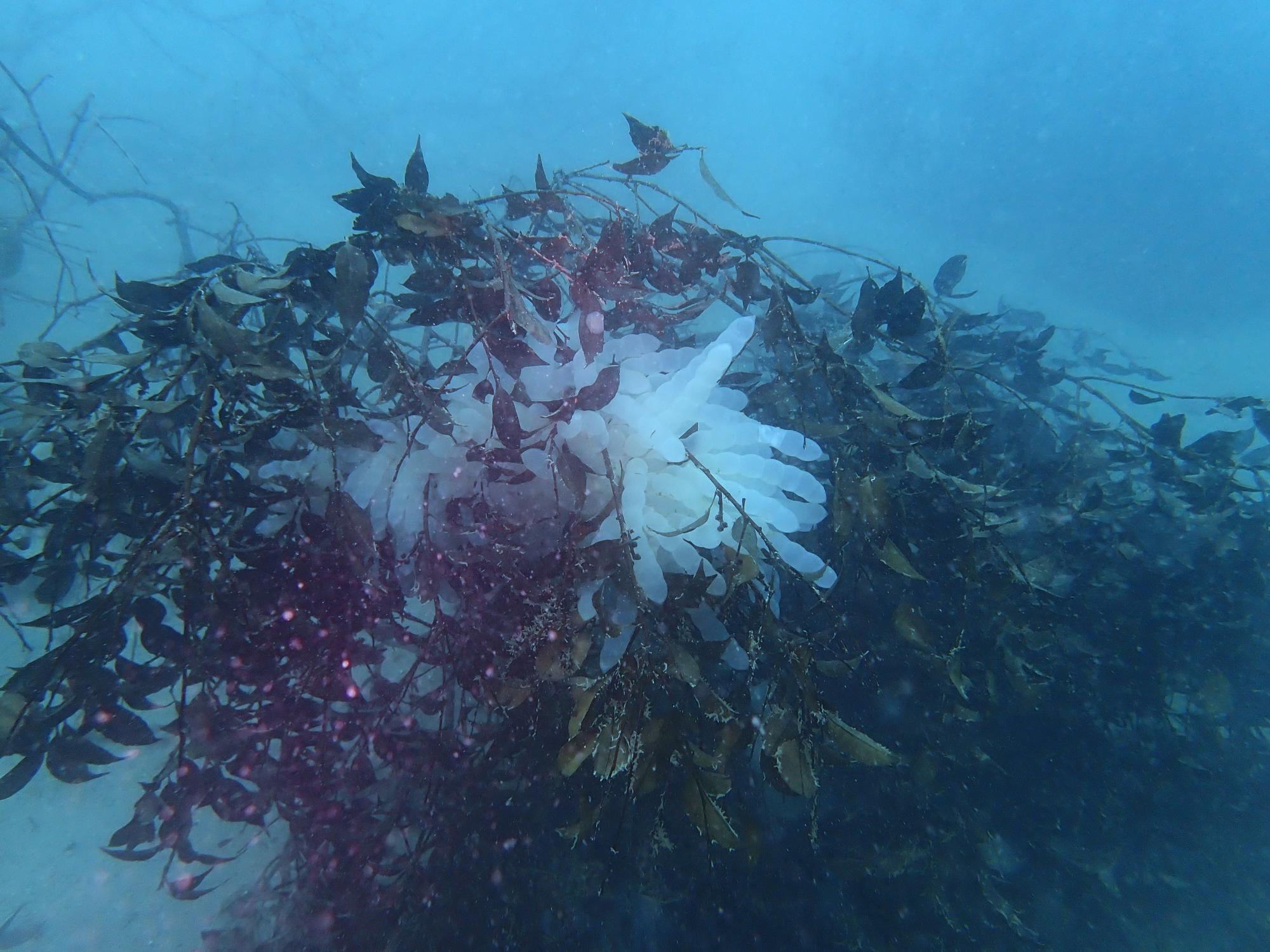 海藻の代わりとなる人工産卵床（イカ柴）に産み付けられたアオリイカの卵嚢の画像。束ねられた木の枝の中央にイカの卵が確認できる。