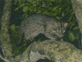 iriomote