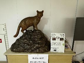 iriomote