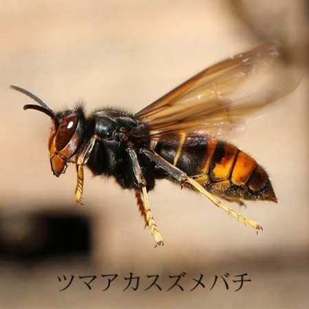 ツマアカスズメバチ